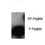 JUN / c-Jun Antibody (phospho-Ser63)