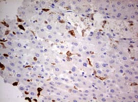 Monoclonal Mouse anti-Human CD68 Antibody (clone OTI8A4, aa22-319, IHC, WB)