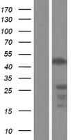IKZF3 / AIOLOS Protein (Over-Expression Lysate Myc-DDK (Flag))