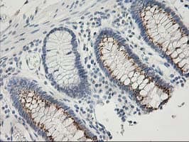 SNAP25 Antibody (clone OTI4B5, Carrier-free)