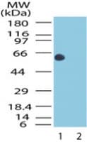IHC-plus™ HSPD1 / HSP60 Antibody (aa150-200)