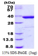 Human STX4 / Syntaxin 4 Protein (Recombinant His)