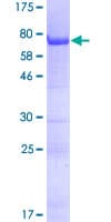 Human FAM131B Protein (Recombinant GST)