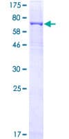 Human CRBN / Cereblon Protein (Recombinant GST, N-terminus)