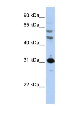 HOXB5 Antibody (aa36-85)