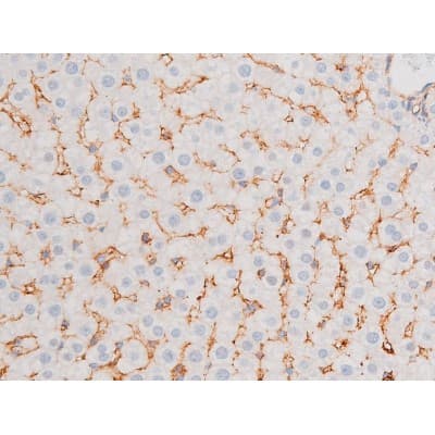 FOXO4 / AFX1 Antibody (phospho-Ser197)