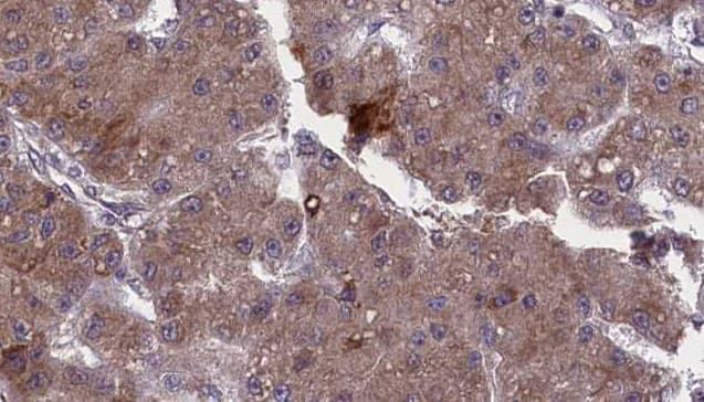 TAAR1 / TA1 Antibody