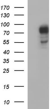 CEP68 Antibody (clone OTI1F6)