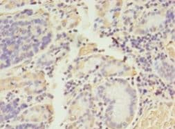 ADAMTS4 Antibody