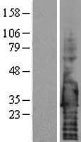 SDC4 / Syndecan 4 Protein (Over-Expression Lysate Myc-DDK (Flag))