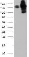HDAC6 Antibody (clone OTI4C5)