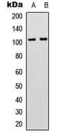 ADGRG3 / GPR97 Antibody (Internal)