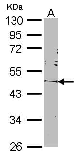 POU5F1 / OCT4 Antibody