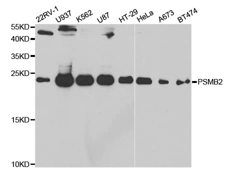 PSMB2 Antibody