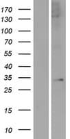 APOLD1 / Apolipoprotein L D1 (Over-Expression Lysate Myc-DDK (Flag))