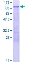 Human RELB Protein (Recombinant GST)