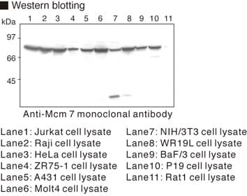 MCM7 Antibody (clone 4B4)