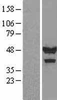 CASQ1 / Calsequestrin 1 Protein (Over-Expression Lysate Myc-DDK (Flag))