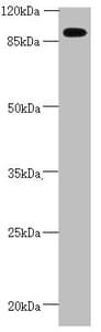 CEP95 / CCDC45 Antibody