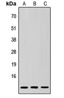 SUMO3 Antibody (N-Terminus)