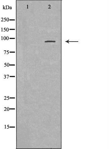 Polyclonal Rabbit anti-Human MCM6 Antibody (IHC, WB)