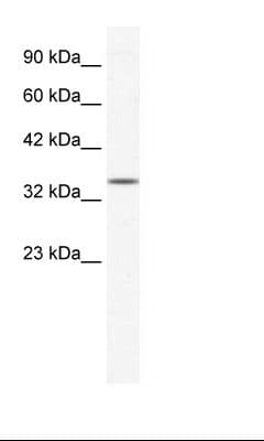 ZNF589 Antibody (aa185-234)