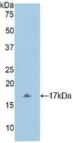MLC3F / MYL1 Antibody (aa3-142, Biotin)