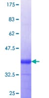 Human NINJ1 / Ninjurin Protein (Recombinant GST, N-terminus)