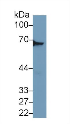 DPYSL3 / CRMP4 Antibody (aa1-218)