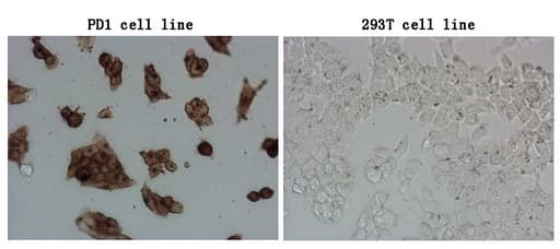 PDCD1 / CD279 / PD-1 Antibody (clone OTI28F12)