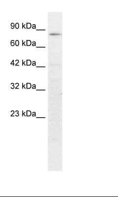 CREBL1 / ATF6B Antibody (N-Terminus)