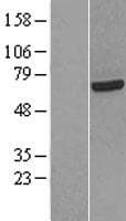 RBM39 Protein (Over-Expression Lysate Myc-DDK (Flag))