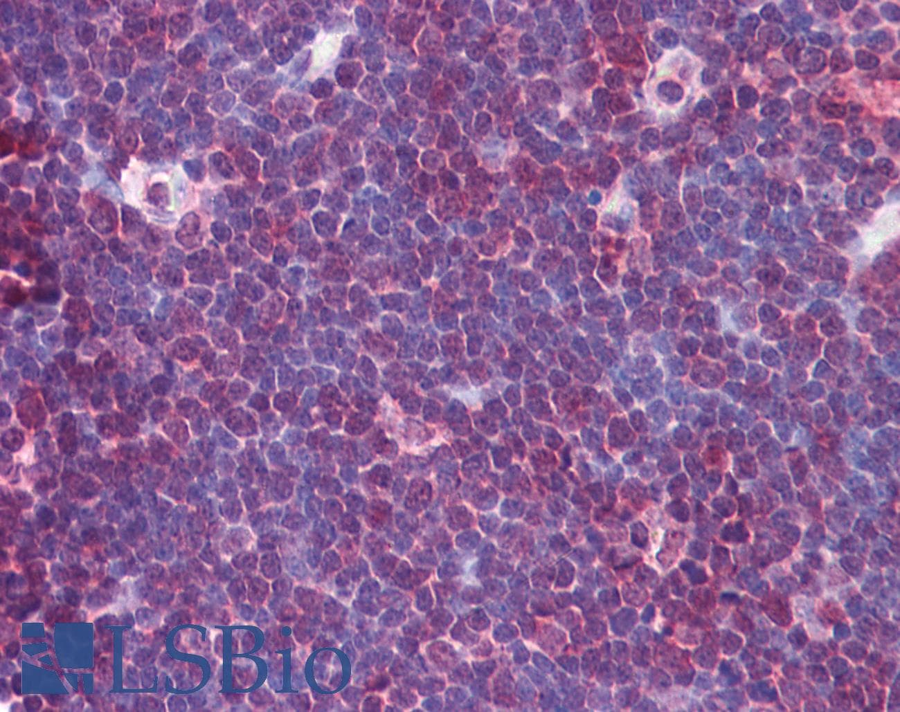 IHC-plus™ NLRP13 Antibody