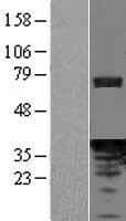 PDCL Protein (Over-Expression Lysate Myc-DDK (Flag))