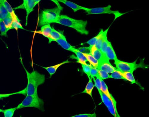 IHC-plus™ GAPDH Antibody (clone 1D4)