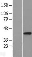 DALRD3 Protein (Over-Expression Lysate Myc-DDK (Flag))