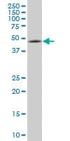 ENC1 Antibody (clone 3C10)