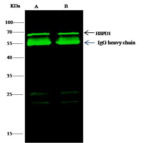 HSPD1 / HSP60 Antibody (Preservative Free)