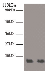 RPA3 Antibody