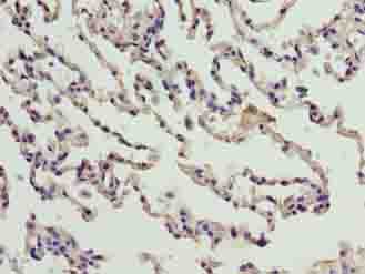 CNIH3 Antibody