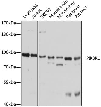 PIK3R1 / p85 Alpha Antibody