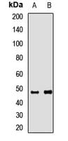 RRAGD Antibody