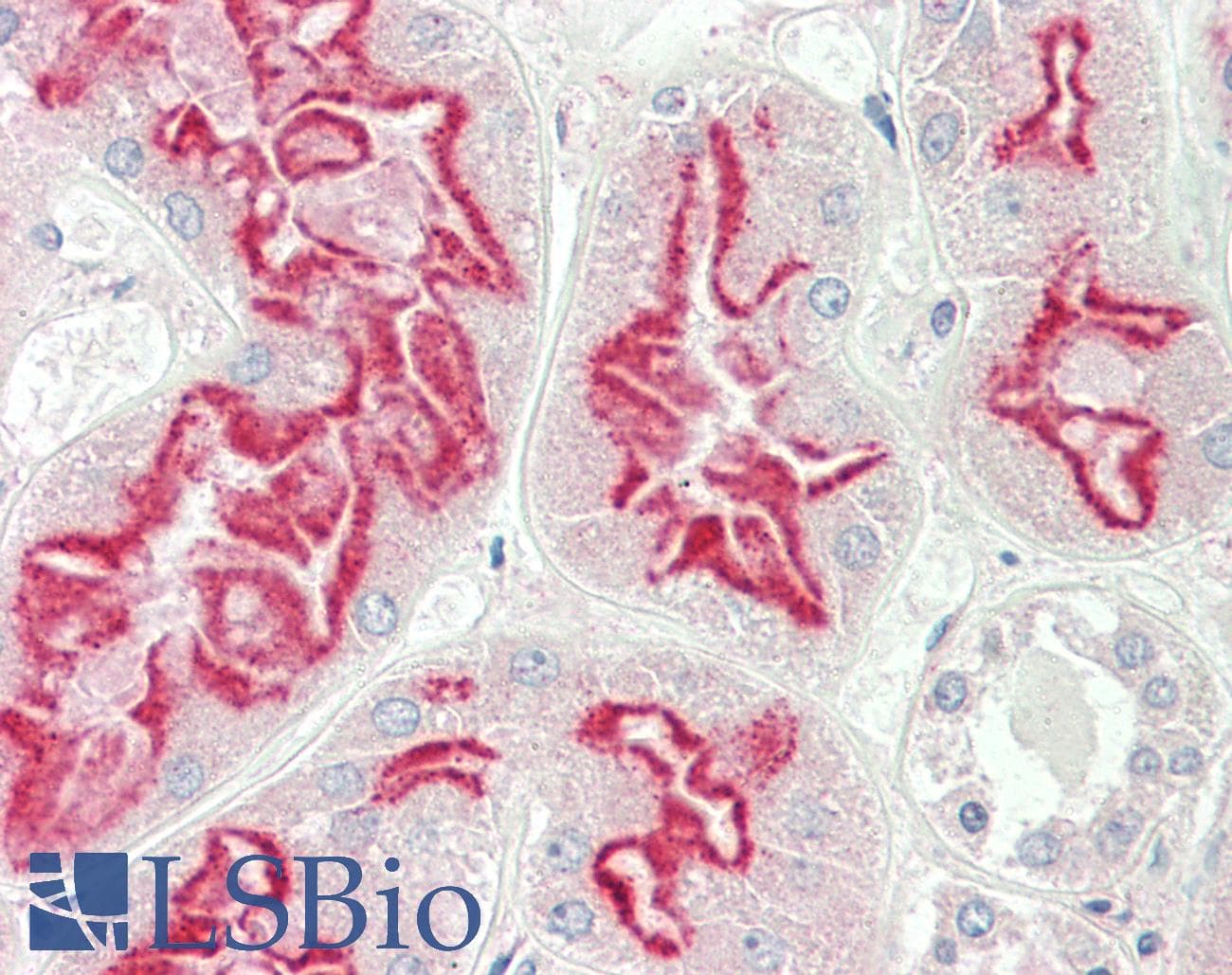 PEA15 / PEA-15 Antibody (C-Terminus)
