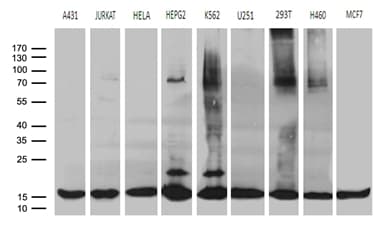 Monoclonal Mouse anti-Human POLR2H / RPB8 Antibody (clone OTI3C10, Carrier-free, aa2-150, WB)