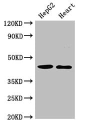 Polyclonal Rabbit anti-Human CED6 / GULP1 Antibody (IF, WB)