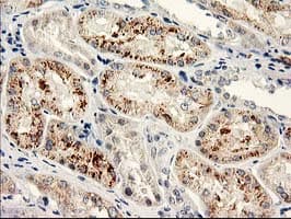 NAPE-PLD Antibody (clone OTI5F7)