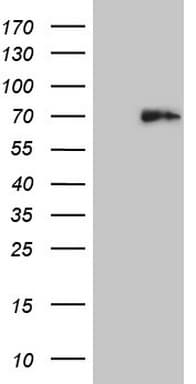 HDAC2 Antibody (aa415-488, clone OTI7E10)