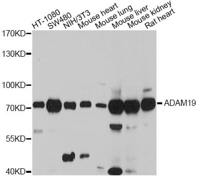 Polyclonal Rabbit anti-Human ADAM19 Antibody (WB)