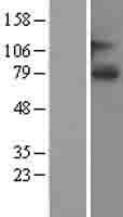 SLCO1A2 / OATP Protein (Over-Expression Lysate Myc-DDK (Flag))