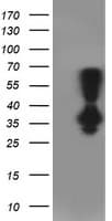 PNMT Antibody (clone OTI1D2, Carrier-free)